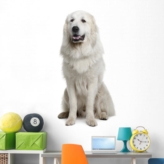 Great Pyrenees or Pyrenean Wall Decal Design 2