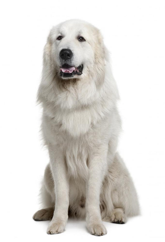 Great Pyrenees or Pyrenean Wall Decal Design 2