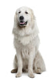 Great Pyrenees or Pyrenean Wall Decal Design 2