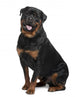 Rottweiler Wall Decal
