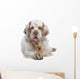 Clumber Spaniel Dog Wall Decal