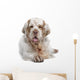 Clumber Spaniel Dog Wall Decal