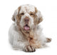 Clumber Spaniel Dog Wall Decal