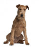 Irish Terrier Wall Decal