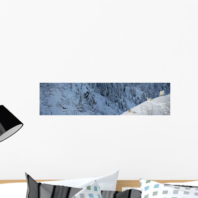 Dall Sheep Sheep Mountain Wall Mural shown on a wall