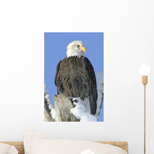 Bald Eagle In Winter Wall Mural
