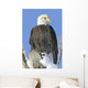 Bald Eagle In Winter Wall Mural