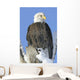 Bald Eagle In Winter Wall Mural