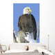Bald Eagle In Winter Wall Mural