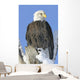 Bald Eagle In Winter Wall Mural
