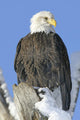 Bald Eagle In Winter Wall Mural