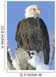 Bald Eagle In Winter Wall Mural
