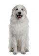 Great Pyrenees or Pyrenean Wall Decal Design 1
