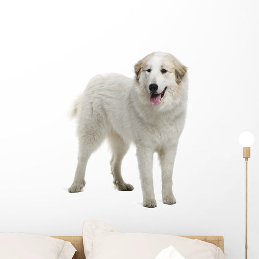 Pyrenean Mountain Dog Wall Decal