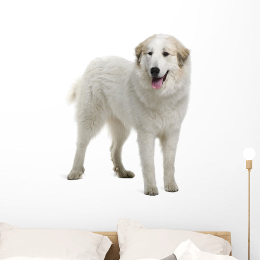 Pyrenean Mountain Dog Wall Decal