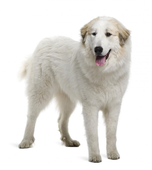 Pyrenean Mountain Dog Wall Decal