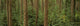 Big Quilcene Valley, Olympic National Forest, Washington Wall Mural