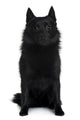 Schipperke dog Wall Decal
