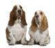 Two Basset Hounds Wall Decal