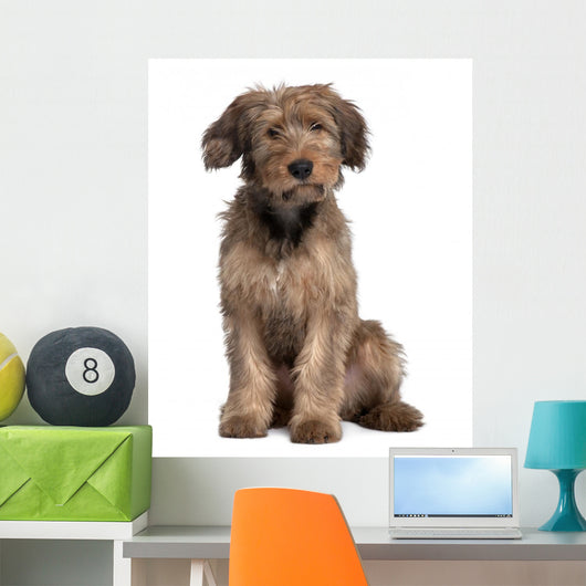 Briard Dog Sitting Wall Decal