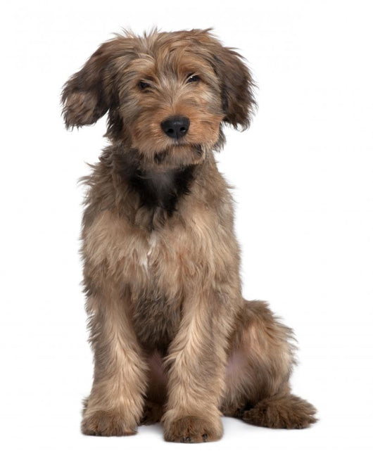 Briard Dog Sitting Wall Decal