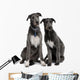 Two Irish Wolfhounds Wall Decal