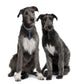 Two Irish Wolfhounds Wall Decal
