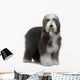 Bearded Collie Wall Decal