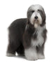 Bearded Collie Wall Decal
