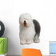 Old English Sheepdog, standing in front of white background Wall Decal