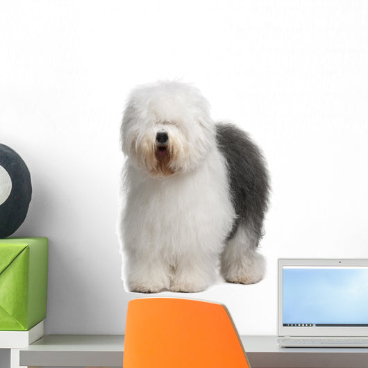 Old English Sheepdog, standing in front of white background Wall Decal