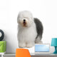 Old English Sheepdog, standing in front of white background Wall Decal