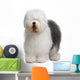 Old English Sheepdog, standing in front of white background Wall Decal