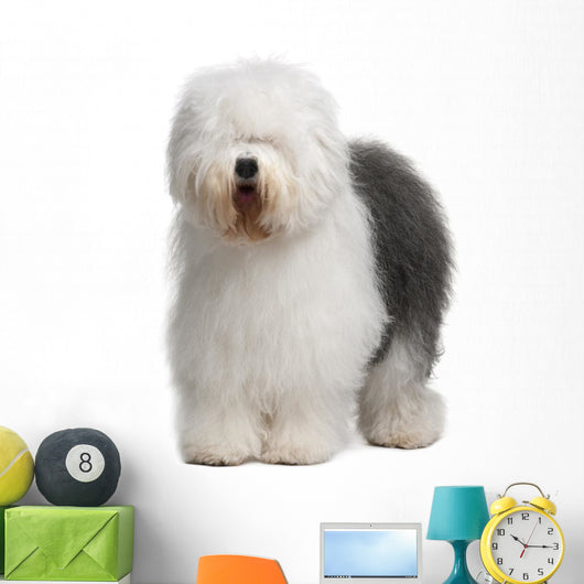 Old English Sheepdog, standing in front of white background Wall Decal