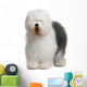 Old English Sheepdog, standing in front of white background Wall Decal