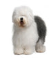 Old English Sheepdog, standing in front of white background Wall Decal