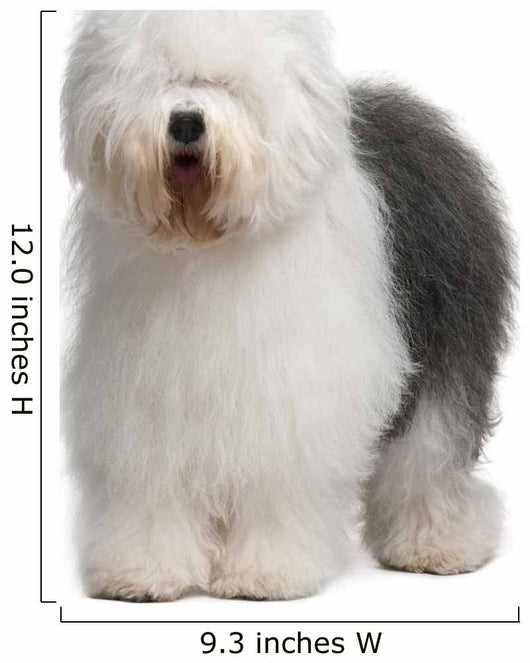 Old English Sheepdog, standing in front of white background Wall Decal