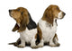 Two Sulking Basset Hounds Wall Decal