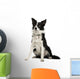 Border Collie Wall Decal