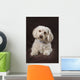 Shih Tzu-Poodle On A Brown Muslin Backdrop Wall Mural