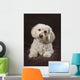Shih Tzu-Poodle On A Brown Muslin Backdrop Wall Mural