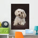 Shih Tzu-Poodle On A Brown Muslin Backdrop Wall Mural