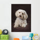 Shih Tzu-Poodle On A Brown Muslin Backdrop Wall Mural