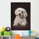 Shih Tzu-Poodle On A Brown Muslin Backdrop Wall Mural