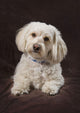Shih Tzu-Poodle On A Brown Muslin Backdrop Wall Mural
