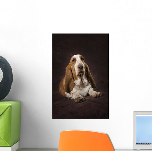 Basset Hound On A Brown Muslin Backdrop Wall Mural