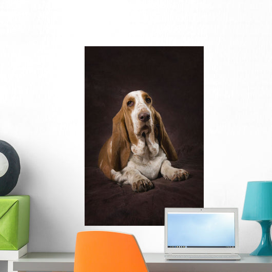 Basset Hound On A Brown Muslin Backdrop Wall Mural
