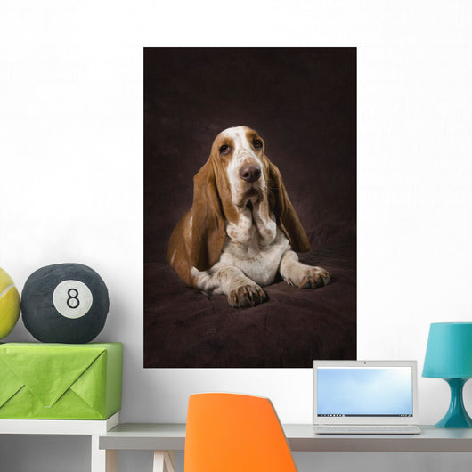 Basset Hound On A Brown Muslin Backdrop Wall Mural