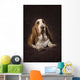 Basset Hound On A Brown Muslin Backdrop Wall Mural