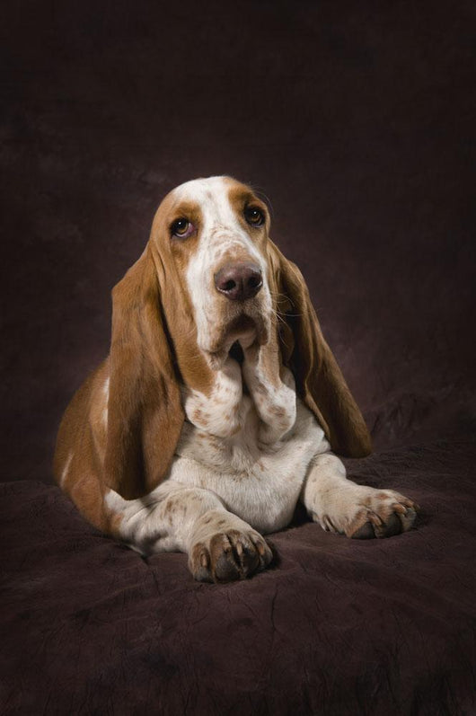 Basset Hound On A Brown Muslin Backdrop Wall Mural